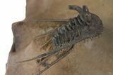 Double Spiny Kettneraspis Trilobite Specimen - Lghaft, Morocco #339951-3